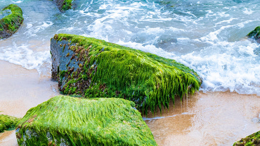 Harnessing the Power of the Sea Moss